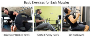 back muscle exercises