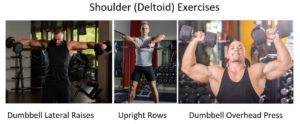 deltoid exercises